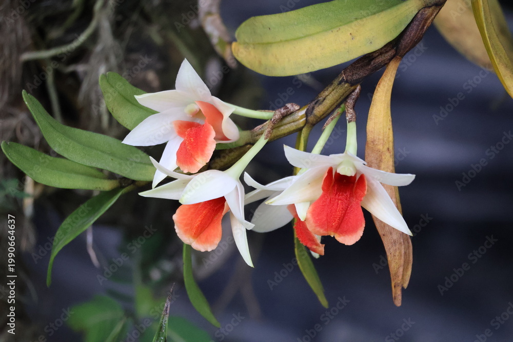 Fototapeta premium A Dendrobium orchid displays delicate blooms with soft colors and elegant form