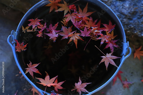 Fotografie 修善寺的楓葉，靜岡縣伊豆，日本
修善寺の紅葉,  静岡県伊豆, 日本
Autumn leaves in Shuzen-temple, Izu, Shizuoka