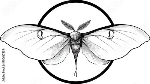 Detailed moth sketch in a circle, with intricate wings and antennae