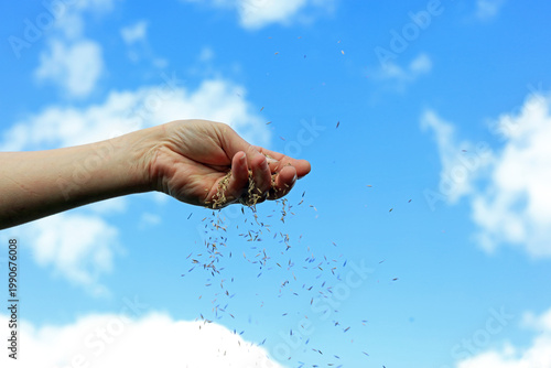 hand spreading grass seeds