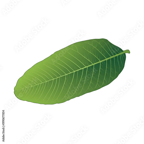 Guava leaf (Psidium guajava) green illustration with prominent parallel veins.