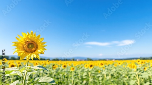 Sunflower in Sunshine: A vibrant sunflower stands tall against a brilliant blue sky, its face turned towards the warmth of the sun, and the background is a field of more sunflower.