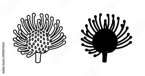 Foto Leucospermum Flower Vector Icon, Outline and Silhouette, Botanical Illustration