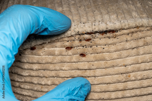 Gloved hand removing bed bugs from mattress