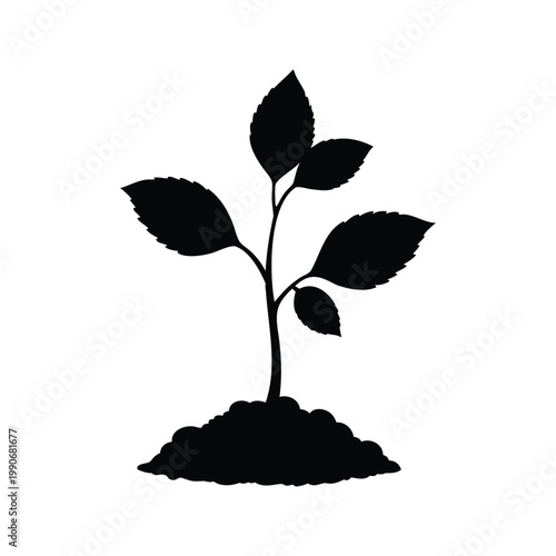 Young beech tree seedling growth silhouette vector illustration design in black and white, beech tree seedling silhouette vector illustration