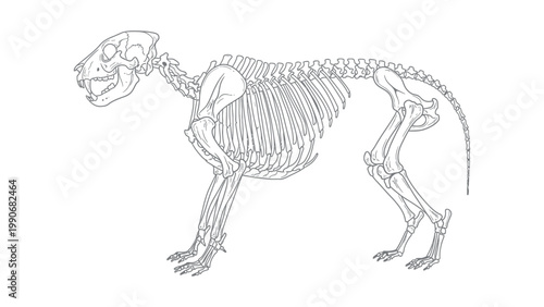 An illustration shows a skeleton of a wild animal standing on its legs.