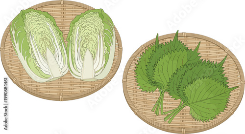 Fresh Chinese Cabbage and Shiso Leaves on Bamboo Tray Illustration Set for Organic Food, Healthy Cooking, Asian Cuisine, and Agricultural Design Projects