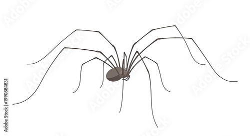 A large spider with long legs.