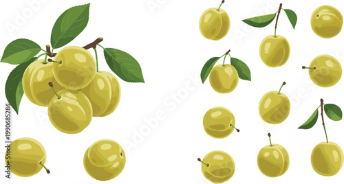 Green Plum Fruit Collection with Leaves and Branch Illustrations Featuring Fresh Organic Plums for Healthy Food Design, Agriculture, and Botanical Projects