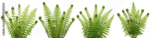 Bilde på lerret Set of Four Lush Green Fern Plants with Unfurling Fronds Isolated on White Background