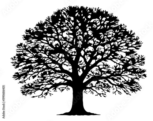 Large Bare Oak Tree Silhouette with Intricate Branches Isolated on Transparent Background