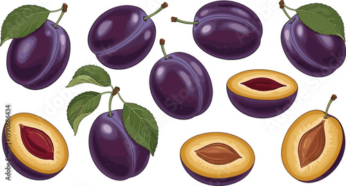 Plum Fruit Set with Whole and Half Plums, Seeds and Leaves Detailed Vector Illustration for Fresh Food, Organic Farming and Natural Product Design