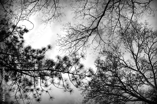 Black and white image of leafless tree tops