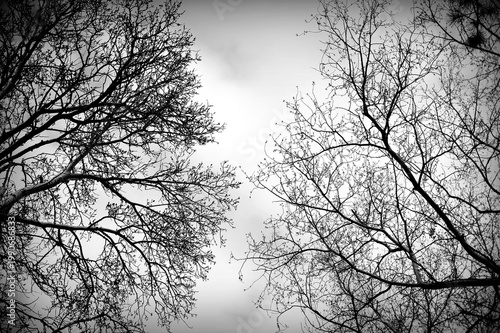 Black and white image of leafless tree tops