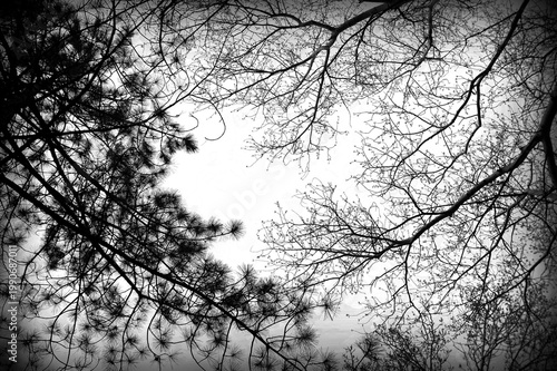 Black and white image of leafless tree tops