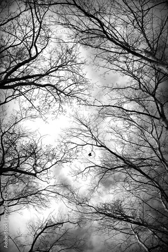 Black and white image of leafless tree tops