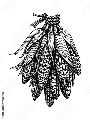 Corn cobs bunch vector sketch illustration of organic farm crop bundle drawing.