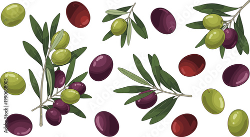 Olive Branches and Colorful Olives Set with Green and Purple Fruits Botanical Vector Illustration for Mediterranean Food, Organic Oil, and Natural Pattern Design