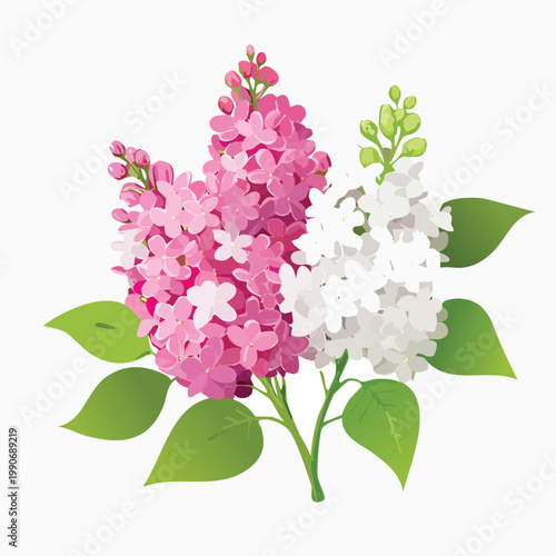 Vibrant lilac blossoms illustration on white background vector design