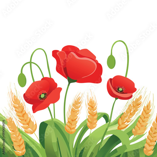 Vibrant red poppies and golden wheat against a white background illustration