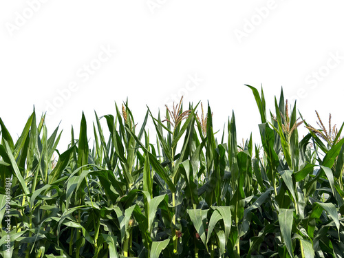 Field of green corn plants (Zea mays) with young tassels growing high, isolated on white background.