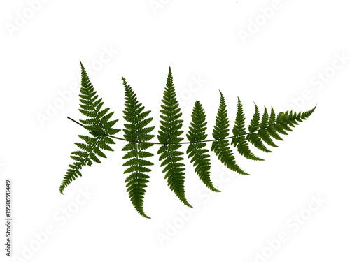 Beautiful single green fern frond (Polypodiopsida) isolated on a clean white background.
