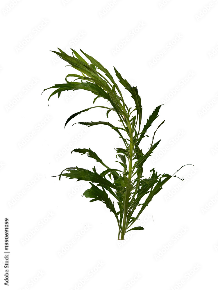 Fototapeta premium Fresh green cosmos king salad plant (Cosmos caudatus) isolated on a solid white background.