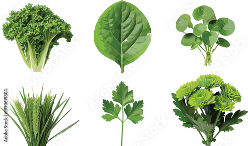 Fresh Green Leaf Vegetable Illustration Set with Lettuce, Spinach, Parsley, and Herbs for Healthy Food Design, Organic Farming, and Nutrition Graphics
