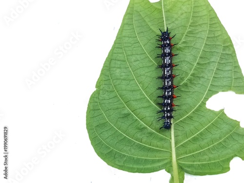 macro photo of blackthorn caterpillar fauna on a damaged leaf, with a white surface background, biology subject, metamorphosis