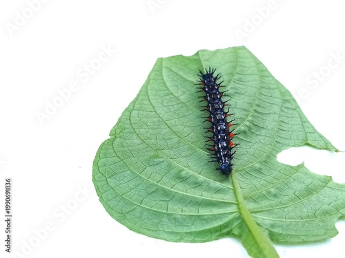 macro photo of blackthorn caterpillar fauna on a damaged leaf, with a white surface background, biology subject, metamorphosis