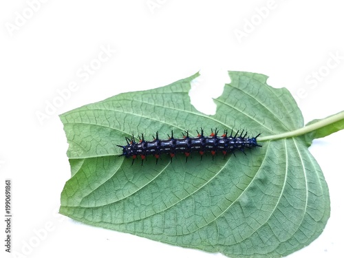 macro photo of blackthorn caterpillar fauna on a damaged leaf, with a white surface background, biology subject, metamorphosis