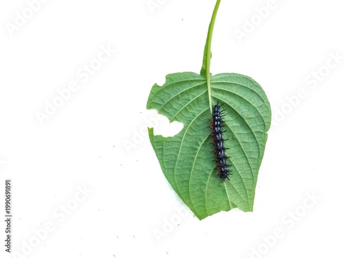 macro photo of blackthorn caterpillar fauna on a damaged leaf, with a white surface background, biology subject, metamorphosis