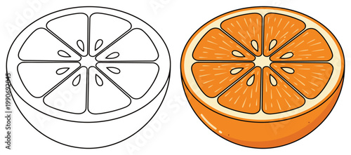 Orange fruit slice cross section citrus illustration fresh juicy food vector design