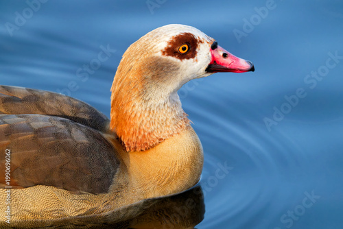 Nilgans auf dem Teich