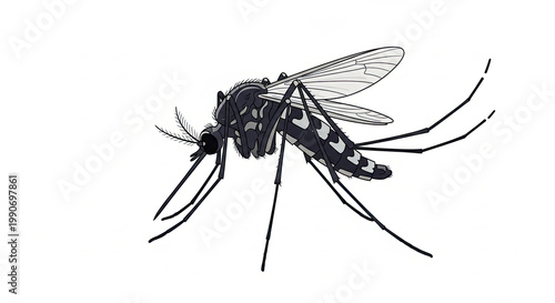 Closeup of a mosquito insect.