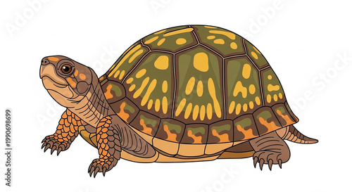 Colorful Box Turtle Walking Slowly.