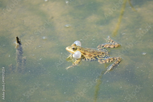 The silence of the marsh