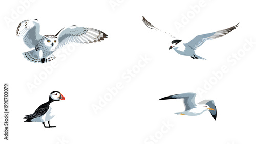 Birds in Flight: An illustration of various birds, showcasing different avian species in dynamic poses, perfect for educational materials and nature-themed projects.