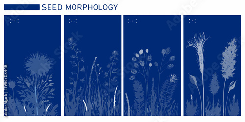 Seed morphology illustrations depicting plant development stages in deep blue tones