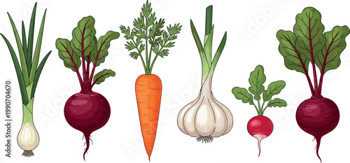 Hand drawn vector set of fresh root vegetables with carrot beetroot radish garlic and green onion isolated on white background