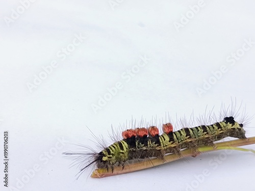 macro photo of fauna tussock moth caterpillar on a bush branch, with a white surface background, biology subject, metamorphosis