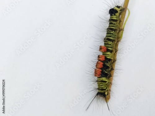 macro photo of fauna tussock moth caterpillar on a bush branch, with a white surface background, biology subject, metamorphosis