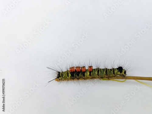 macro photo of fauna tussock moth caterpillar on a bush branch, with a white surface background, biology subject, metamorphosis