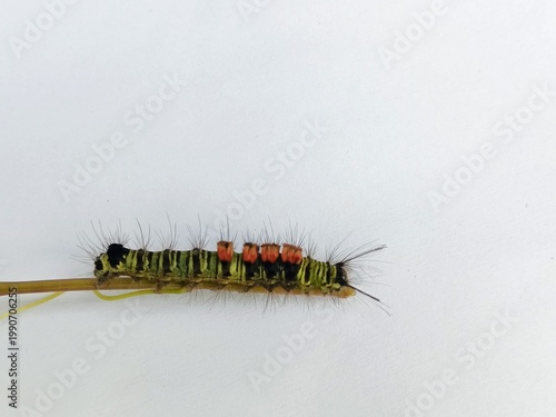 macro photo of fauna tussock moth caterpillar on a bush branch, with a white surface background, biology subject, metamorphosis