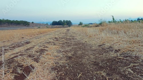 Cute Black Baby Goat Running Towards Camera in Harvested Field at Ground Level
