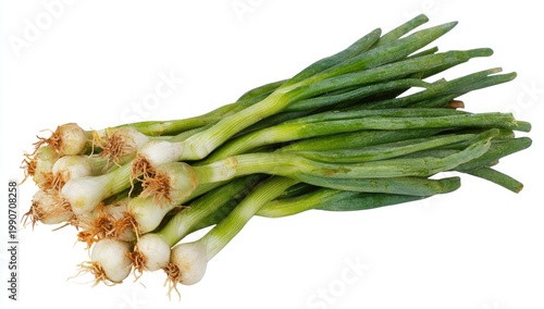 Fresh bunch of green onions with bulbous roots on a white background
