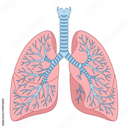 Human Lungs with Trachea Anatomy Vector Illustration Isolated