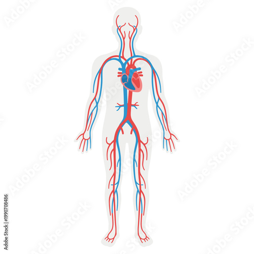 Human Circulatory System Simplified Arteries and Veins Vector Illustration Isolated