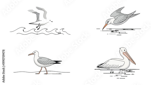 Seabird Sketches: A charming collection of line art drawings capturing the essence of various seabirds in their natural aquatic habitats.