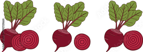 Set of beetroot vegetable illustrations with leaves and sliced sections isolated on white background vector design